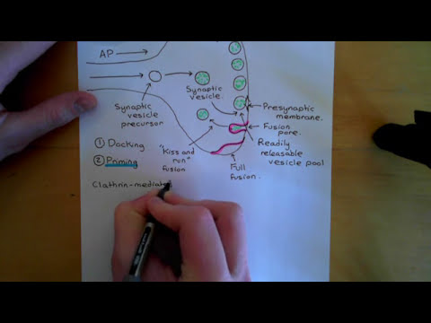 Synaptic Vesicle Exocytosis and Endocytosis Part 1