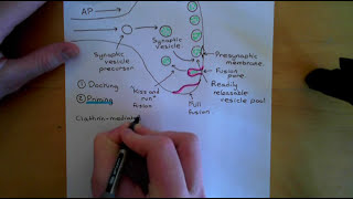 Synaptic Vesicle Exocytosis and Endocytosis Part 1