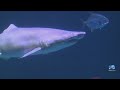 Surfer encounters shark off coast of Assateague Island