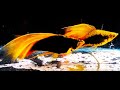 Best Top 10 Most Beautiful Swordtail Fish - Amazing Rare Swordtail fish, Platy fish