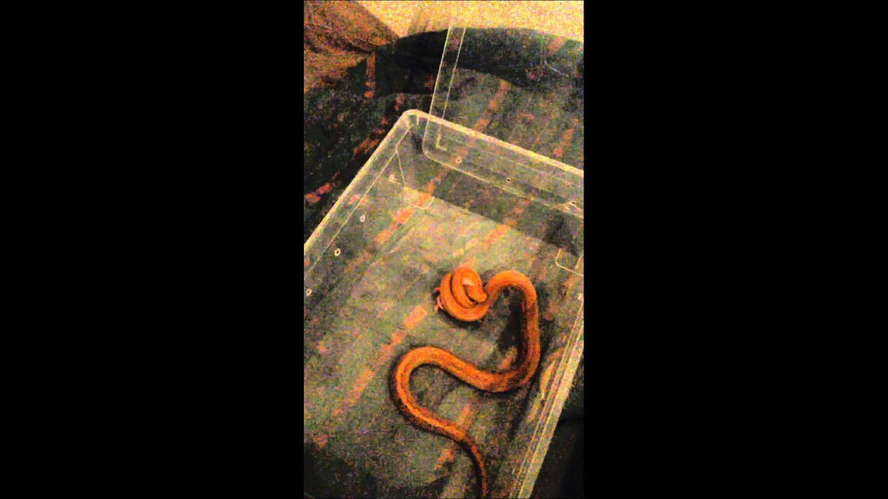 camera iphone 8 plus apk Nourrissage Elaphe guttata (pantherophis guttatus)