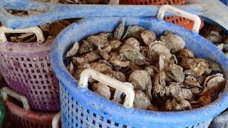 Strange Inheritance: World’s my oyster