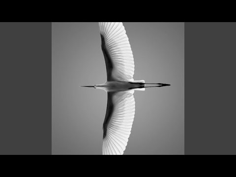 VOLANDO