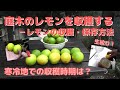 【ガーデニング】庭木の国産レモンを収穫する！－寒冷地に最適なレモンの収穫時期は12月？！