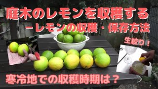 【ガーデニング】庭木の国産レモンを収穫する！－寒冷地に最適なレモンの収穫時期は12月？！