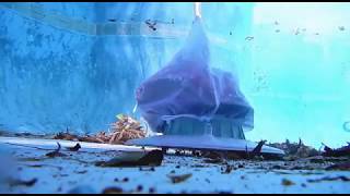 Water Tech Volt Leaf Vac Pool Cleaner