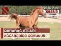 Qarabağ atları Ağcabədidə qorunur