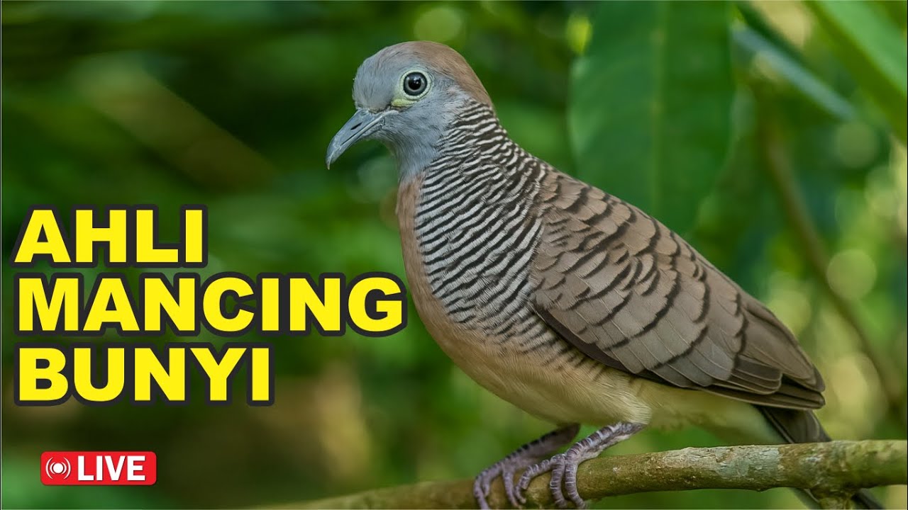 Perkutut Lokal Gacor alam liar iramanya BIKIN CEPAT NYAUT