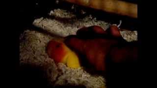 lovebird sitting eggs nest bird