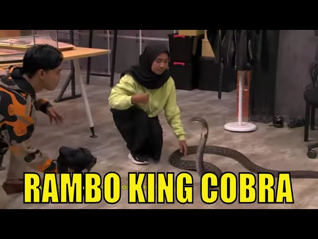 Rambo, King Cobra Milik Icha Yang Viral | LAPOR PAK! (18/05/21) Part 4 class=