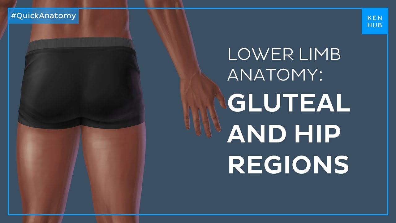 Thigh muscles anatomy Groups, attachments, functions Quick Anatomy