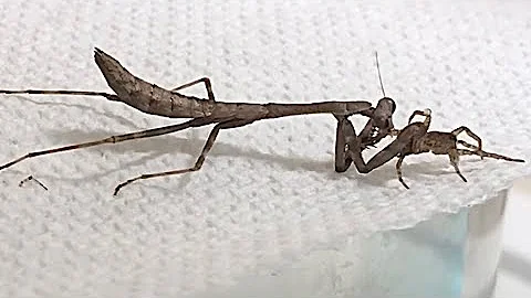 Baby Mantis VS Wolf Spider VS Crab Spider