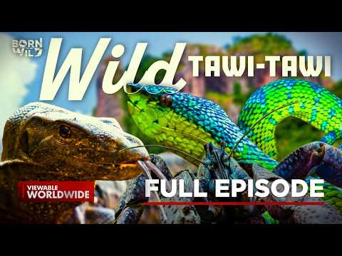 Tawi-Tawi - The Wildlife Mecca of the Philippines | Born To Be Wild (Full Episode)