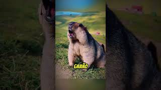 Parece que ela está sendo boba. Mas essa marmota está de plantão.