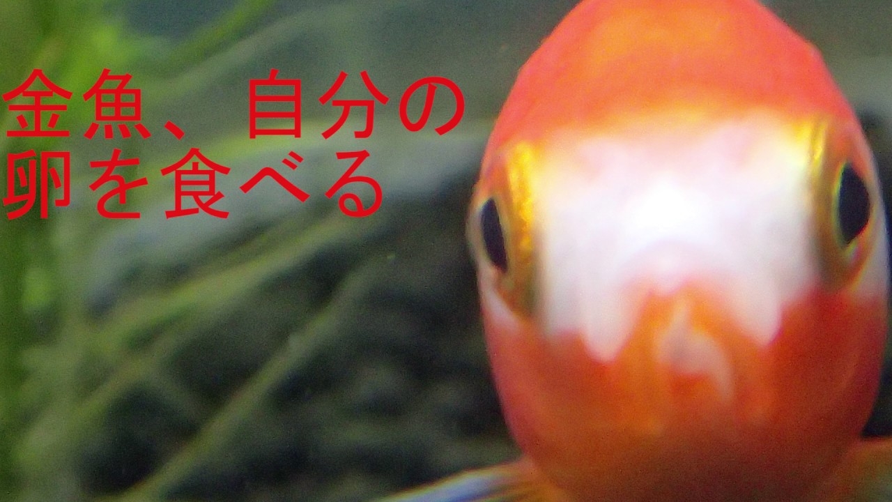 金魚卵捕食動画 Youtube 金魚卵捕食動画 Youtube