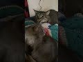 Buddy seeing red over the new kitten 🤣