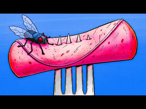 Video: Why do flies land on humans? What attracts them?