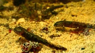 Timelapse: Firesalamander Larvae Feeding on Bloodworms || Feuersalamanderlarven fressen Mückenlarven