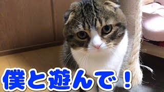 ママを遊びに誘う猫【スコティッシュフォールド】【Scottish Fold】