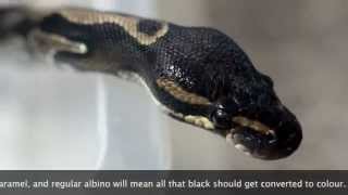 Blackhead Royal Python Profile