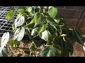 Philodendron Plant Rescue:  How to trim & re-pot 🌼