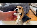 I Got Attacked by a Very Cute Beagle Puppy! の動画、YouTube動画。