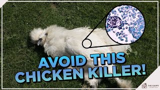 How To Treat and Prevent Coccidiosis in Chickens