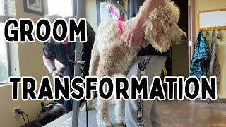 Standard Poodle Groom | Dog Grooming Transformation Before and After