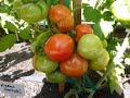 Rare Heirloom Tomatoes (16 Varieties)