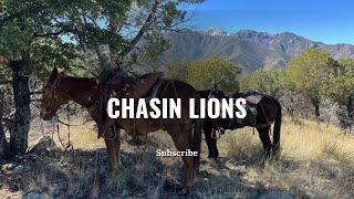 Chasing Lions On the Arizona / Mexico Border #lionhunting #hound