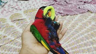 Redmi Lying In My Handredmis Playing Timeblack Capped Lory Playingblack Capped Lory