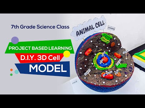 NIVA 7th Grade Science Class - D.I.Y. 3D Cell Model