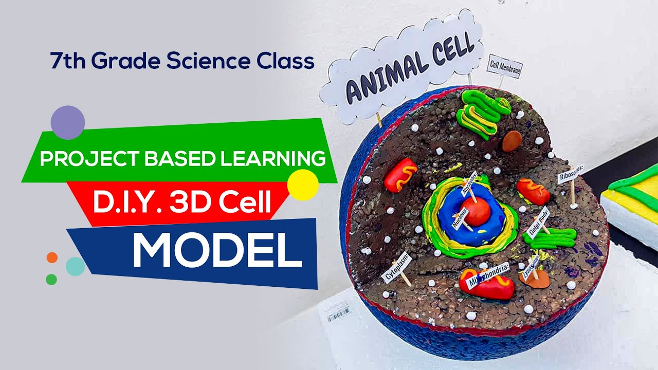 NIVA 7th Grade Science Class . 3D Cell Model - YouTube