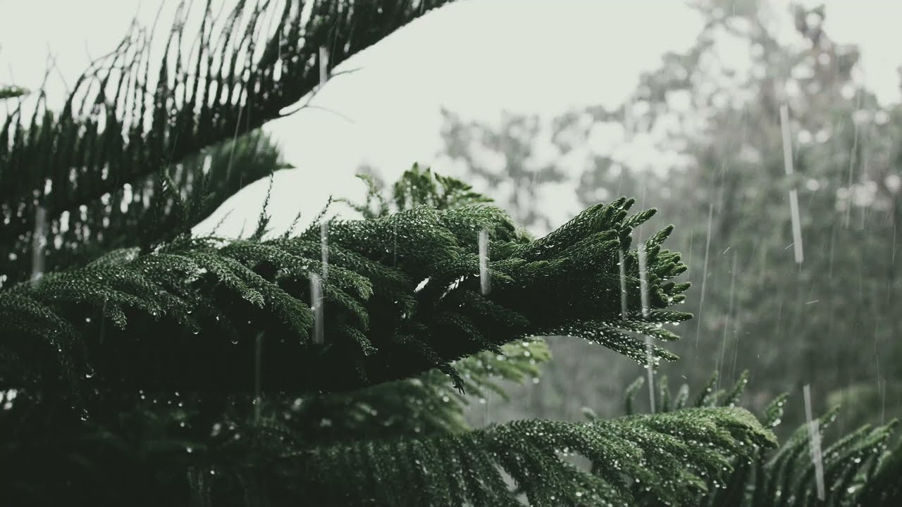 Heavy Pine Forest Rain, Owl & Thunder | 1 Hour Real Nature Ambience for Sleep, Study & Focus