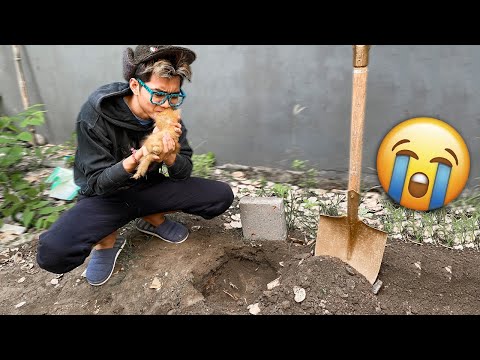 Video: Pet Scoop: Anjing Bertahan di Median selama 5 Minggu, Anak Kucing Lucu diselamatkan dari Mesin Mobil