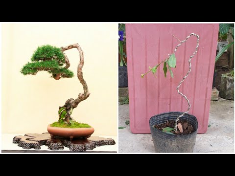 Định hình cây mai vàng bonsai mini dáng văn nhân từ đầu đơn giản | bonsai miền tây