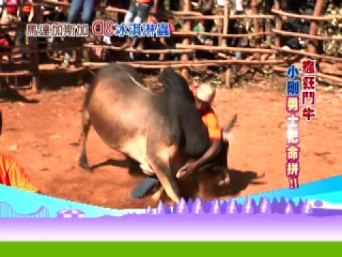 9/5(三) 【世界第一等】馬達加斯加第四集-3D冰淇淋蟲-跟小剛去看最嗨的鬥牛