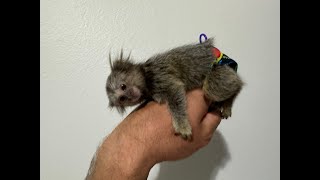 What is the Process to get a Monkey in Florida