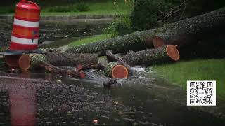Henri’s intense winds uproot trees in Roslyn Heights