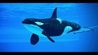 LEARN ABOUT SEA ANIMALS | PUZZLE screenshot 2