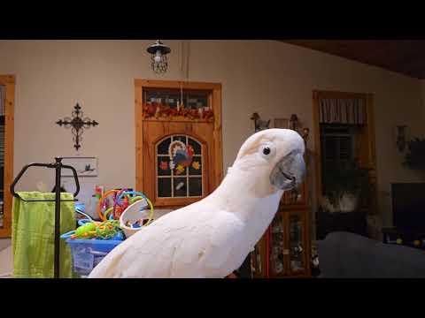 A Wound Up Morning Cockatoo 🌄 