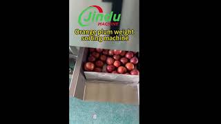 Orange Sorting Machine Is The BEST For Fruit Weight Sorting