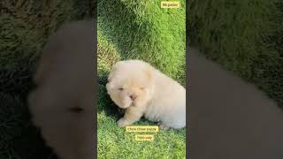 Chow Chow puppy available ❤ #chowchow #puppy #ytshorts