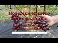 Интересные новинки нашего виноградника: Сюзанна, Донецкий огонёк, кишмиш Бесподобный.