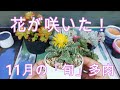 【職場に多肉を持参する？】花が咲いた！11月の「旬」な多肉植物