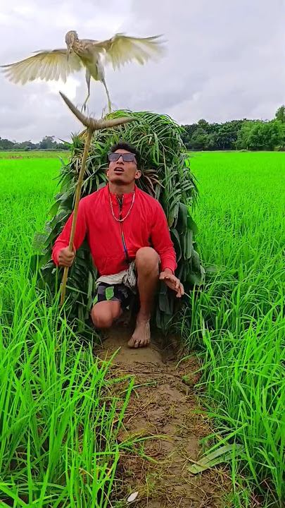 Pahari# Baglal #Super #Comedy# Short#Video #South Korea #Vietnam🦩🐔🥰