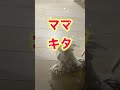 ママが出たと思ったらすぐ戻ってきたときのオウム#shorts