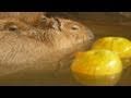 カピバラ ザボン湯を満喫 (capybara's citron spa)