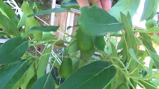 Happy 4th of July + My first avocados!