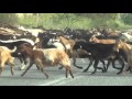 «Чайка»  Фильм Фонда борьбы с коррупцией